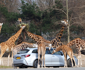 beekse bergen met autohopper