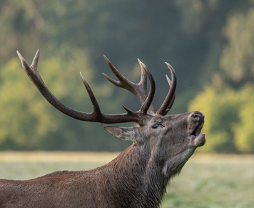veluwe_bezoeken_met_autohopper