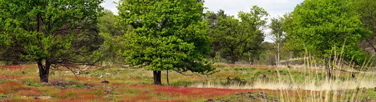 Bezoek de Meinweg in een Autohopper huurauto