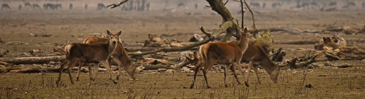 oostvaardersplassen bezoeken met autohopper