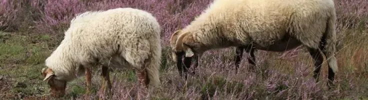 Naar schaapskooi Balloërveld met Autohopper