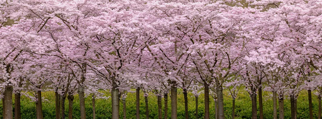 naar het bloesempark met autohopper