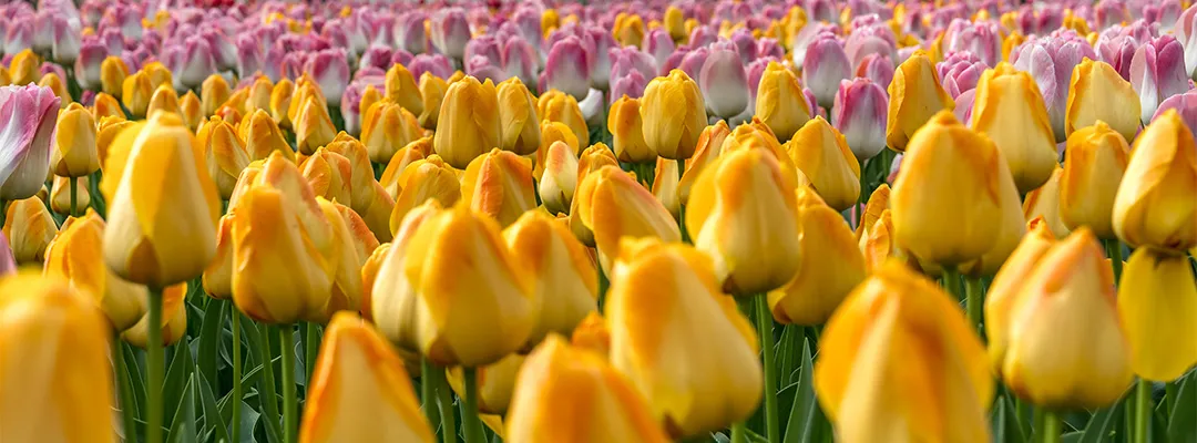 naar de keukenhof met autohopper